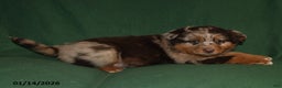 Mixed Breed dogs for sale: Sparky - Ad 3