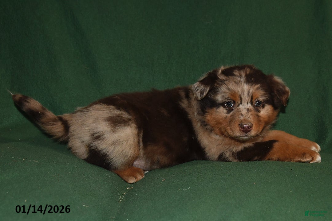 Mixed Breed dogs for sale: Sparky - Ad 3
