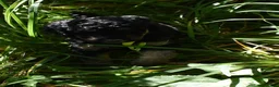 Standard Poodle dogs for sale: Standard Poodle 11 Black Phantom - Ad 10