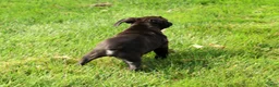 Boxer dogs for sale: Ace - Ad 8
