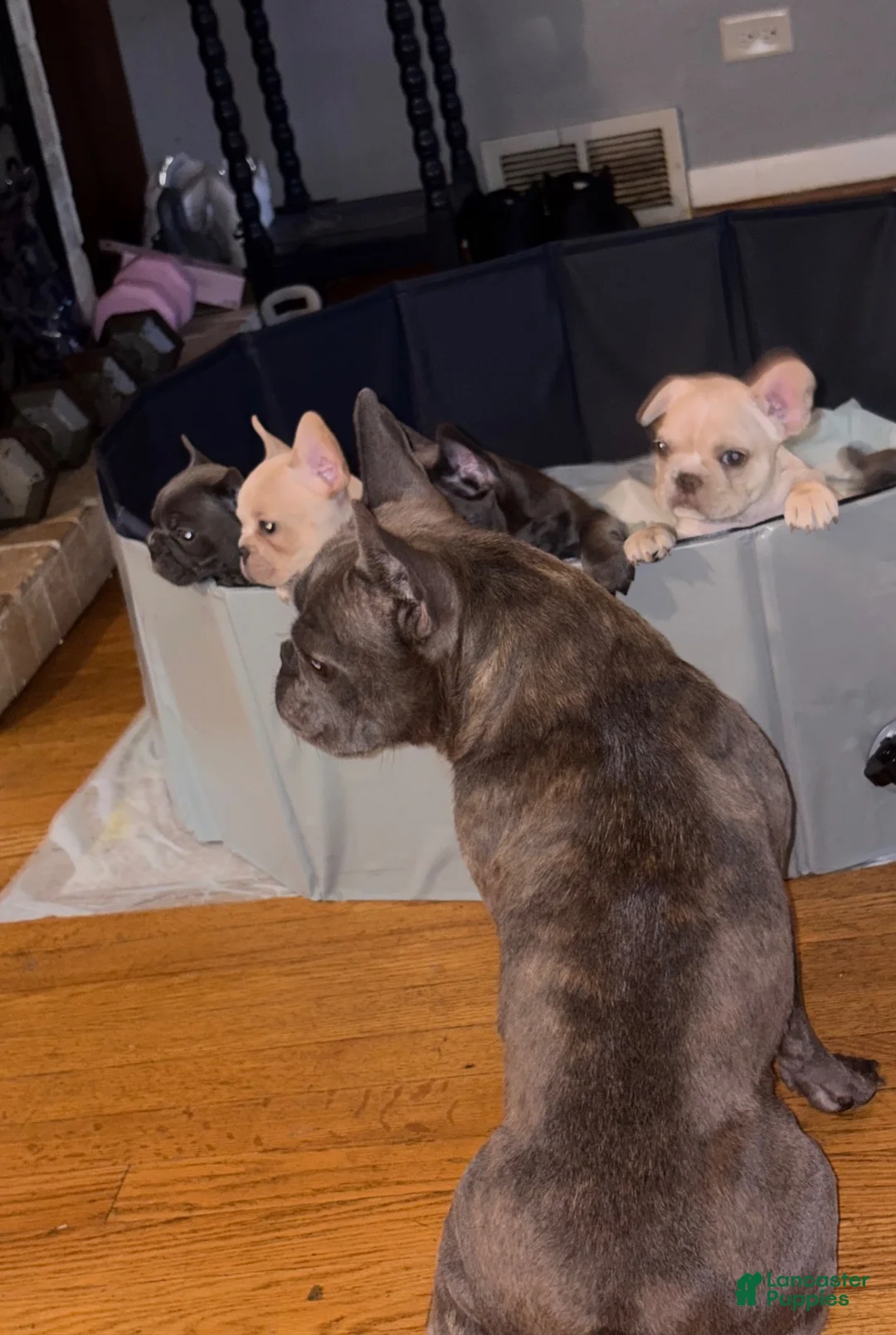 French Bulldog dogs for sale: French Bulldog 2 - Ad 2