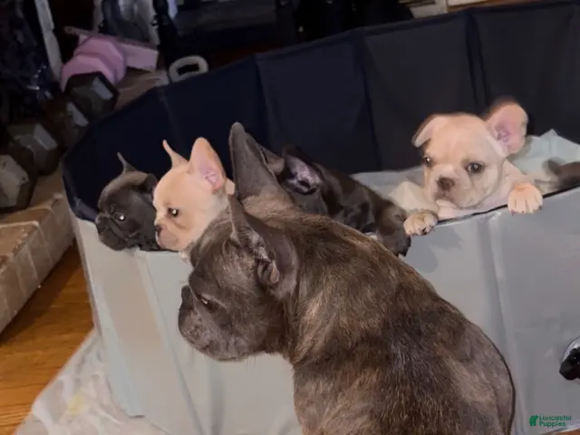 French Bulldog dogs for sale: French Bulldog 3 - Ad 2