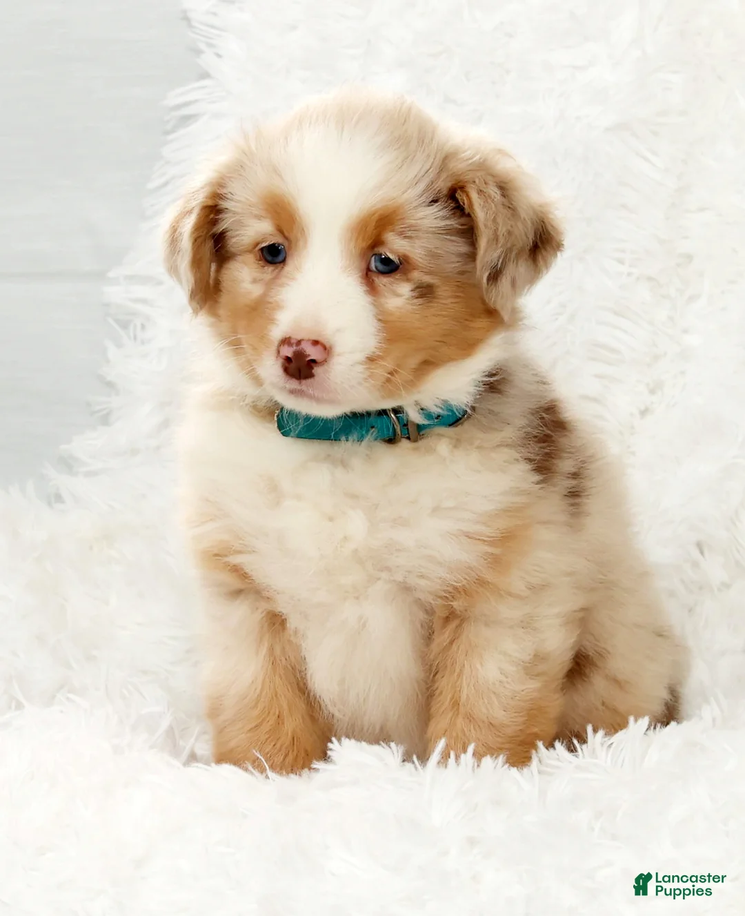 Australian Shepherd dogs for sale: Rio - Ad 6