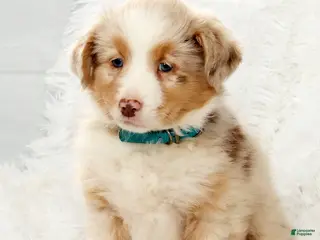 Australian Shepherd dogs Rio - Ad 6