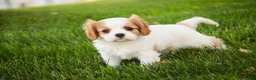 Cavalier King Charles Spaniel dogs for sale: Lars - Ad 4