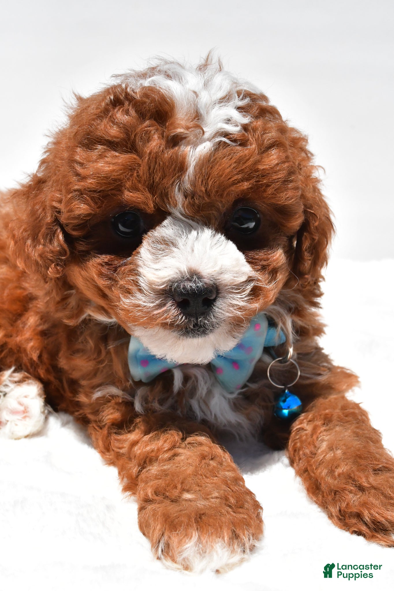 Cavapoo dogs for sale: Sammy f1b - Ad 3