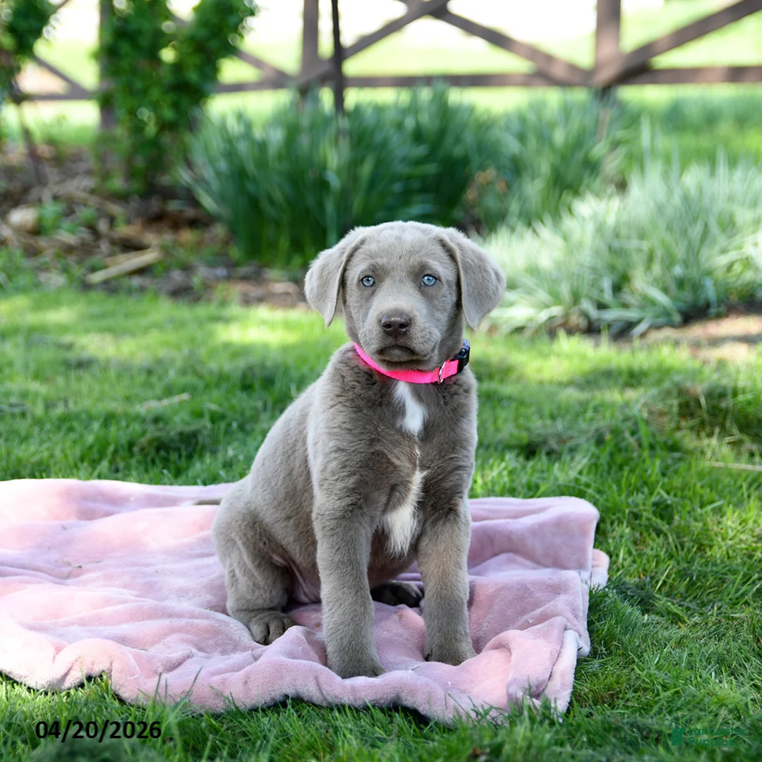Labrador Retriever dogs for sale: Essie - Ad 1