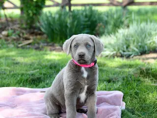 Labrador Retriever dogs for sale: Essie - Ad 4