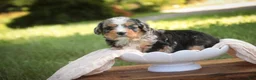 Mini Bernedoodle dogs for sale: Misha Mini Bernedoodle  - Ad 3