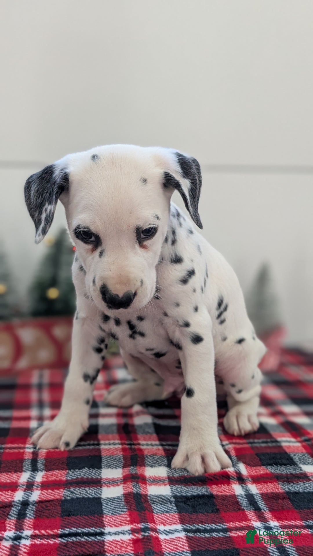 Dalmatian dogs for sale: Barney - Ad 8