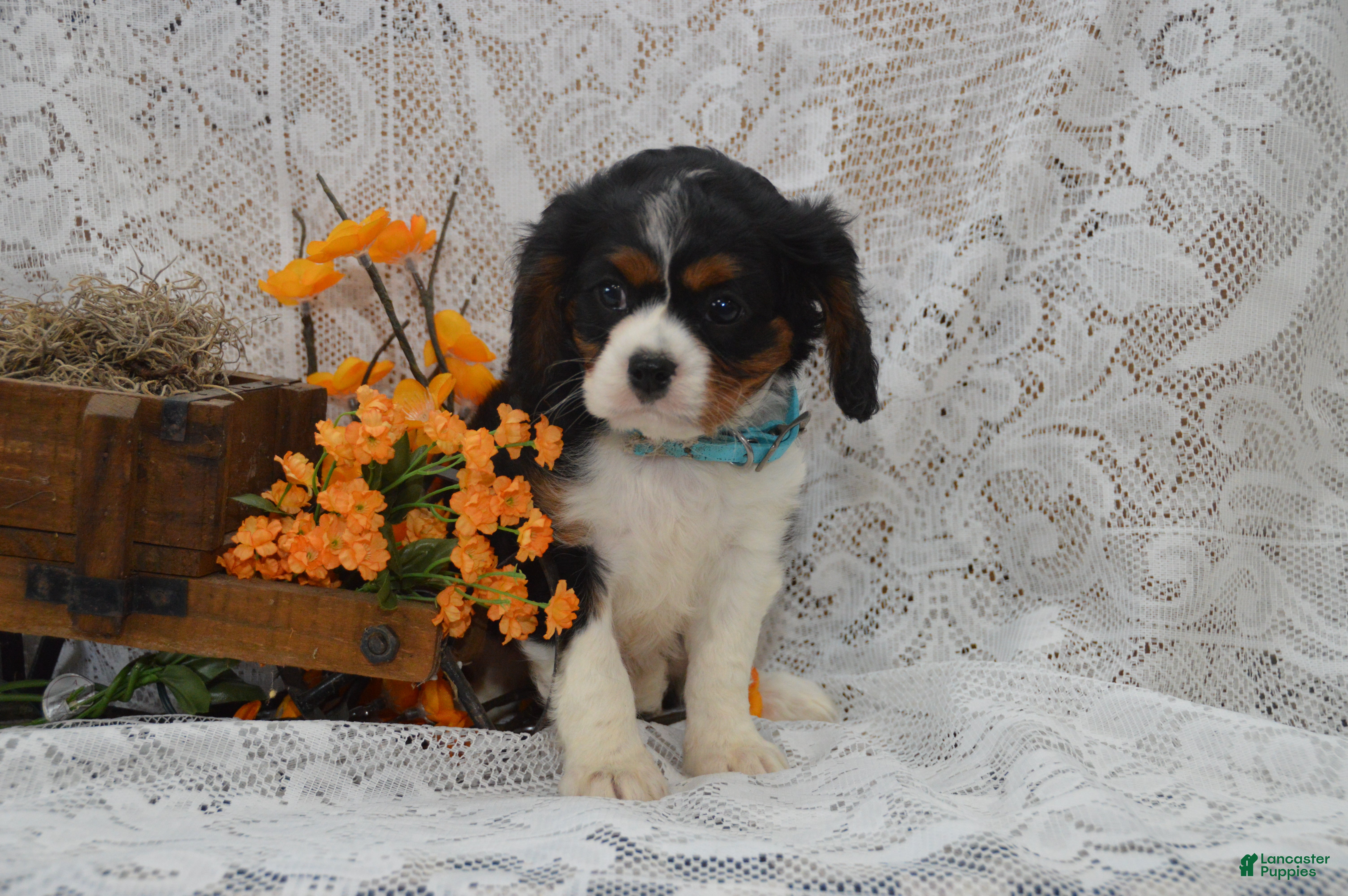 Cavalier King Charles Spaniel dogs Wade - Ad 2