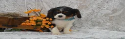 Cavalier King Charles Spaniel dogs for sale: Wade - Ad 2