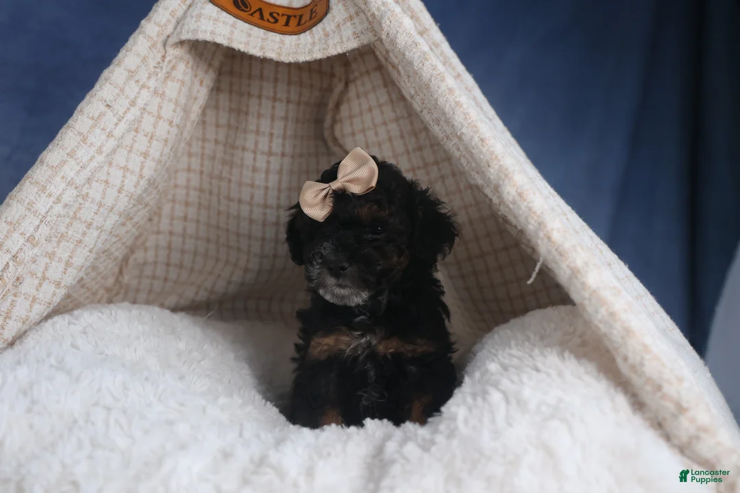 Miniature Poodle dogs for sale: Romeo - Ad 3