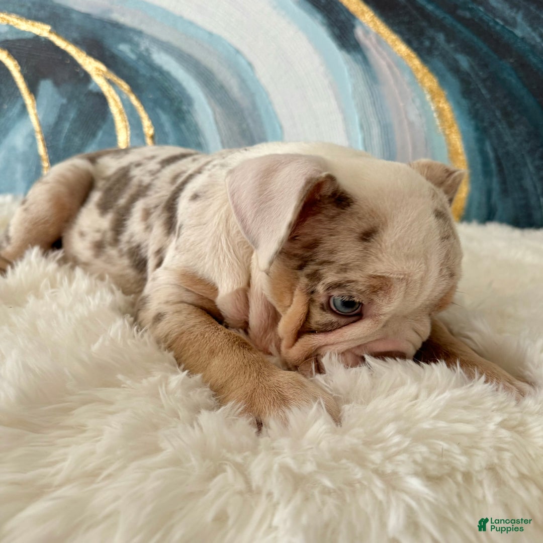 English Bulldog dogs for sale: Lulu - Ad 5