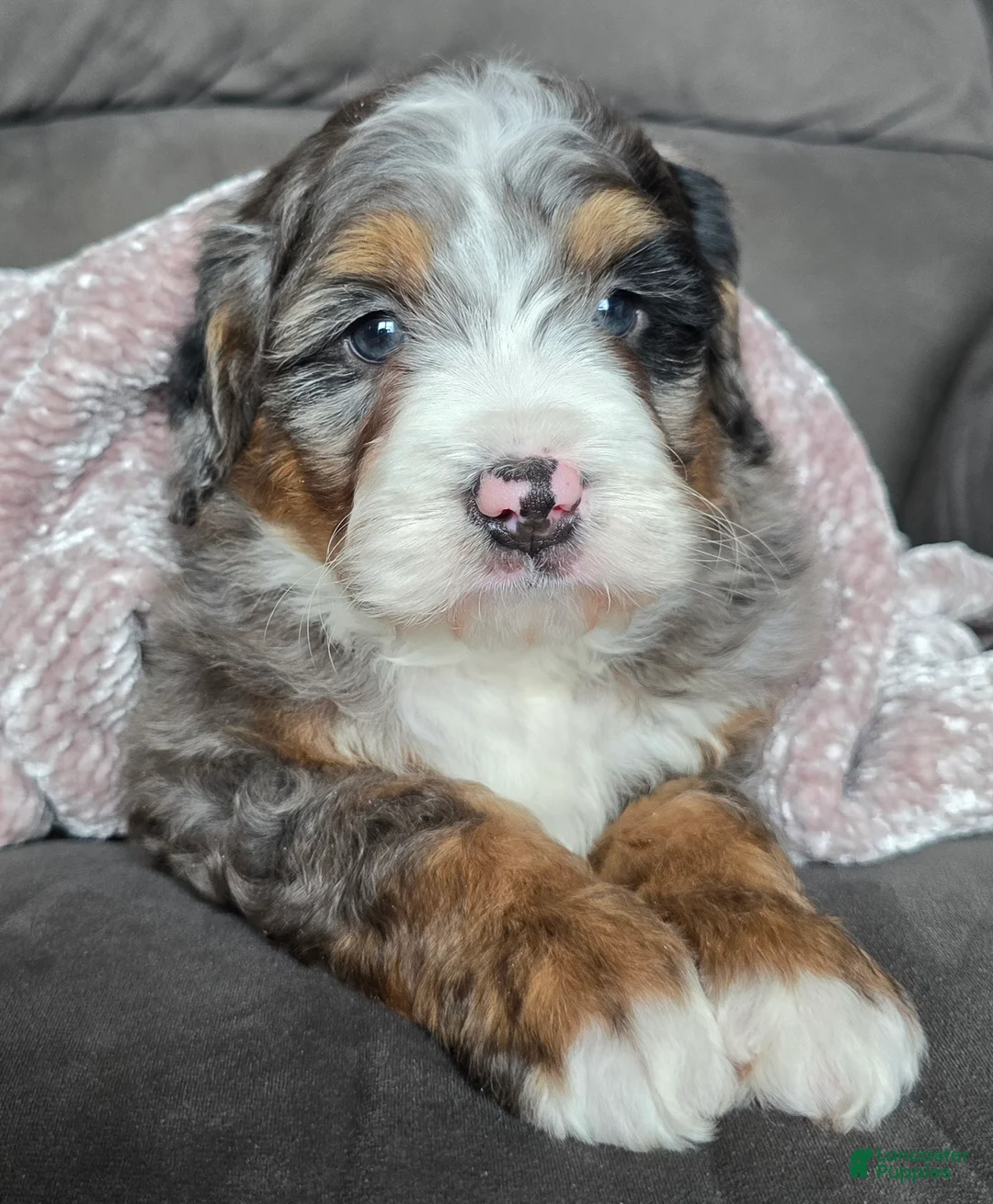 Mini Bernedoodle dogs for sale: Mini Chief - Ad 2