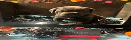 Cane Corso dogs for sale: Cane Corso 7 - Ad 2