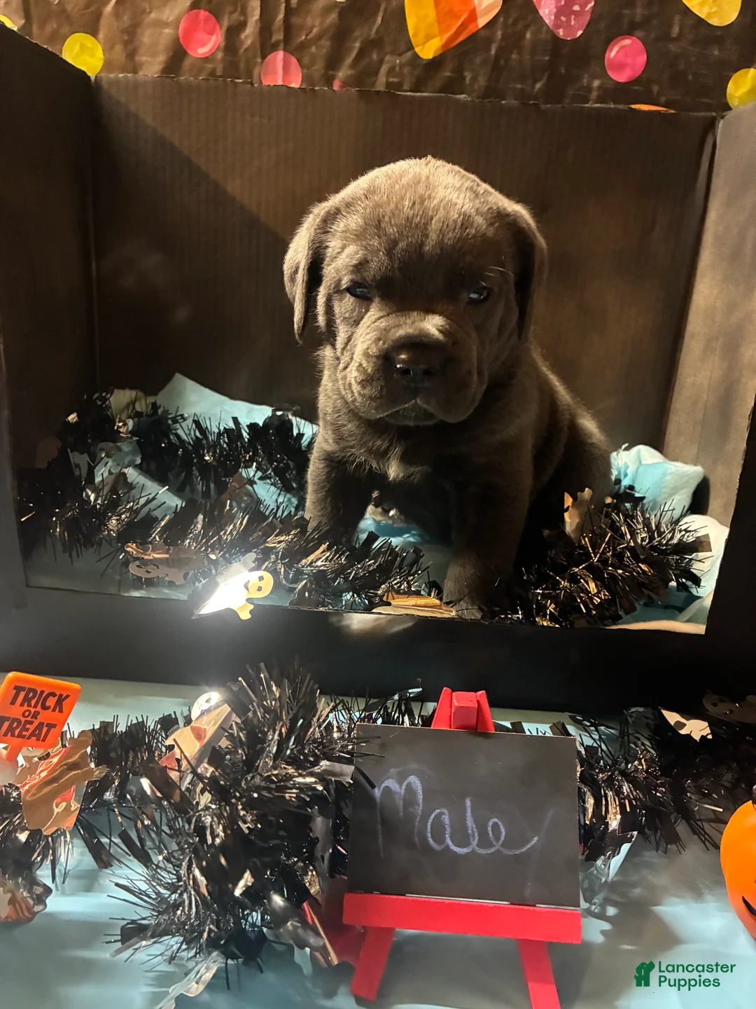 Cane Corso dogs for sale: Cane Corso 7 - Ad 2