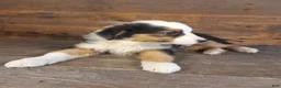 Australian Shepherd dogs for sale: Frank - Ad 6
