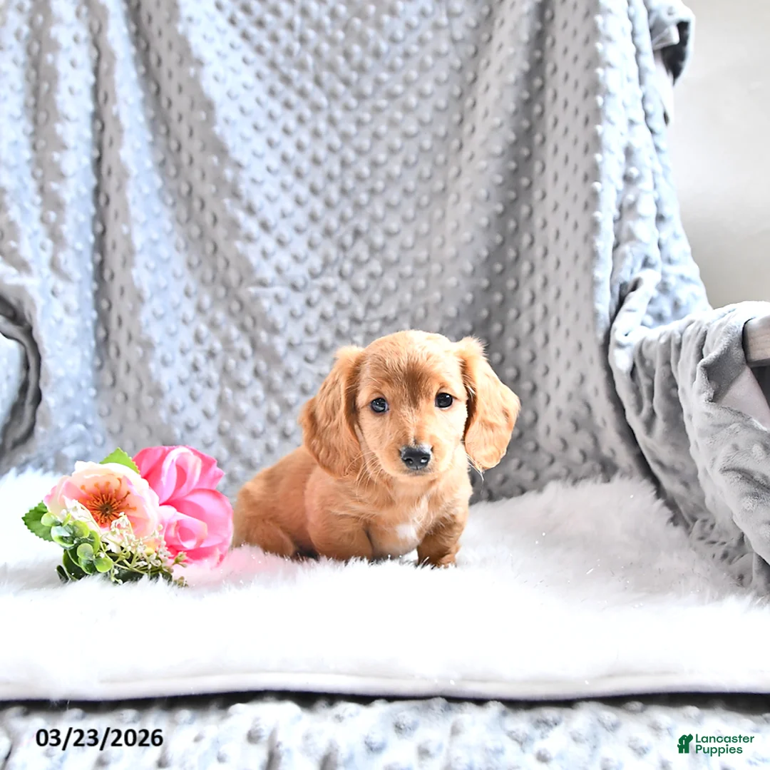 Miniature Dachshund dogs for sale: Anika - Ad 2