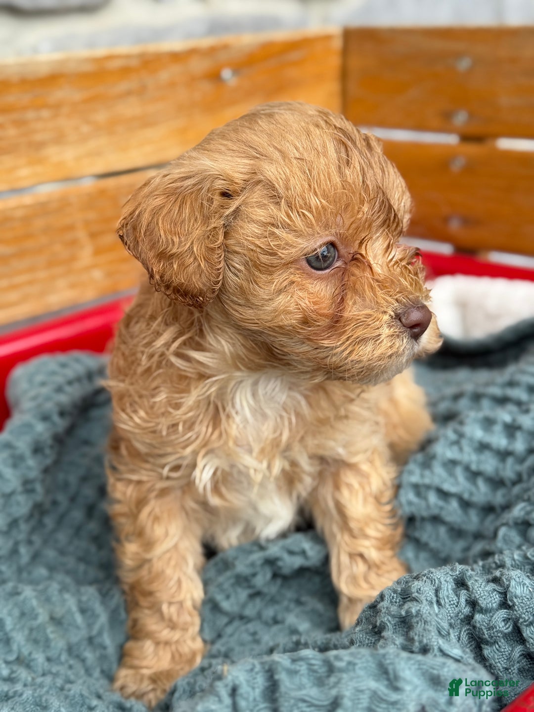 Cavapoo dogs for sale: Ace - Ad 11