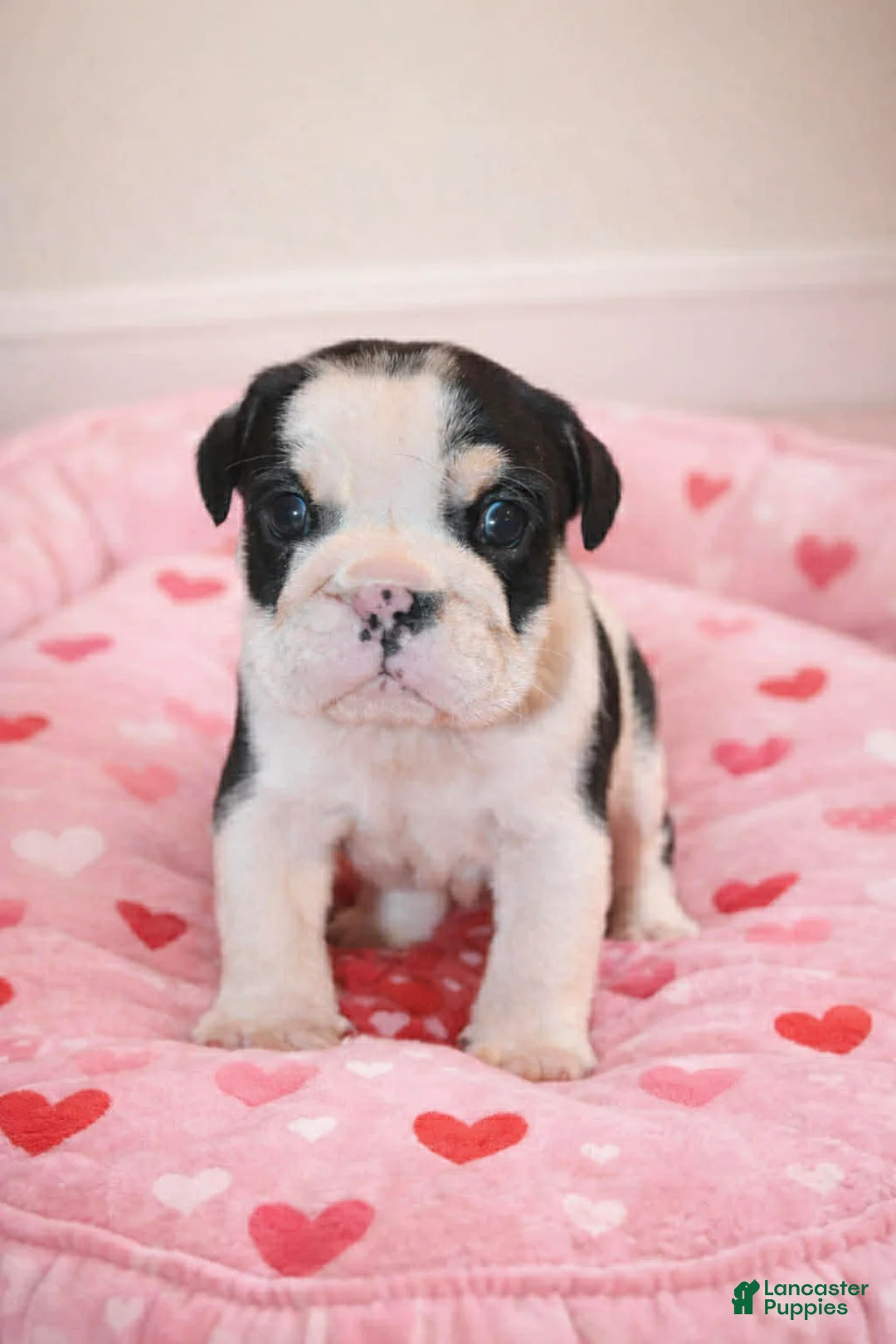 English Bulldog dogs for sale: Daisy - Ad 3