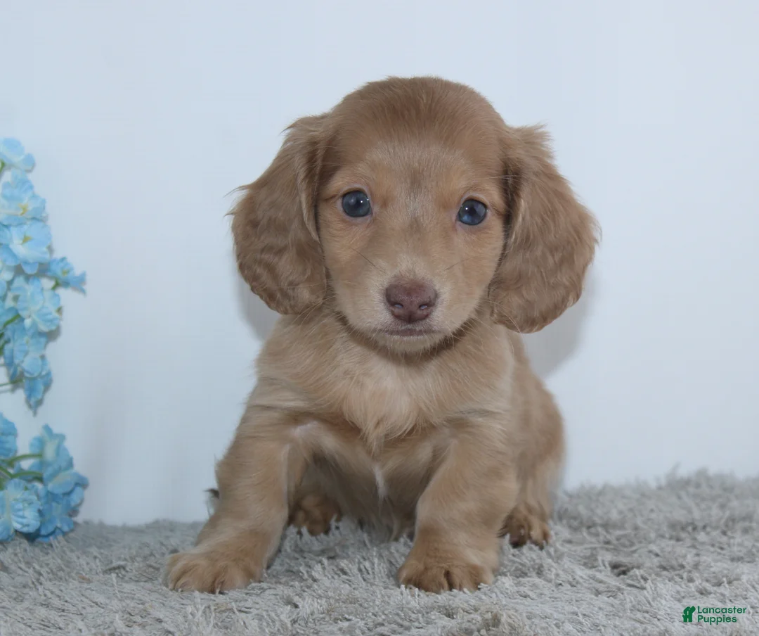 Miniature Dachshund dogs for sale: Isaac - Ad 1