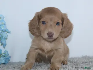 Miniature Dachshund dogs for sale: Isaac - Ad 2