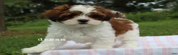 Mixed Breed dogs for sale: Loveda - Ad 2