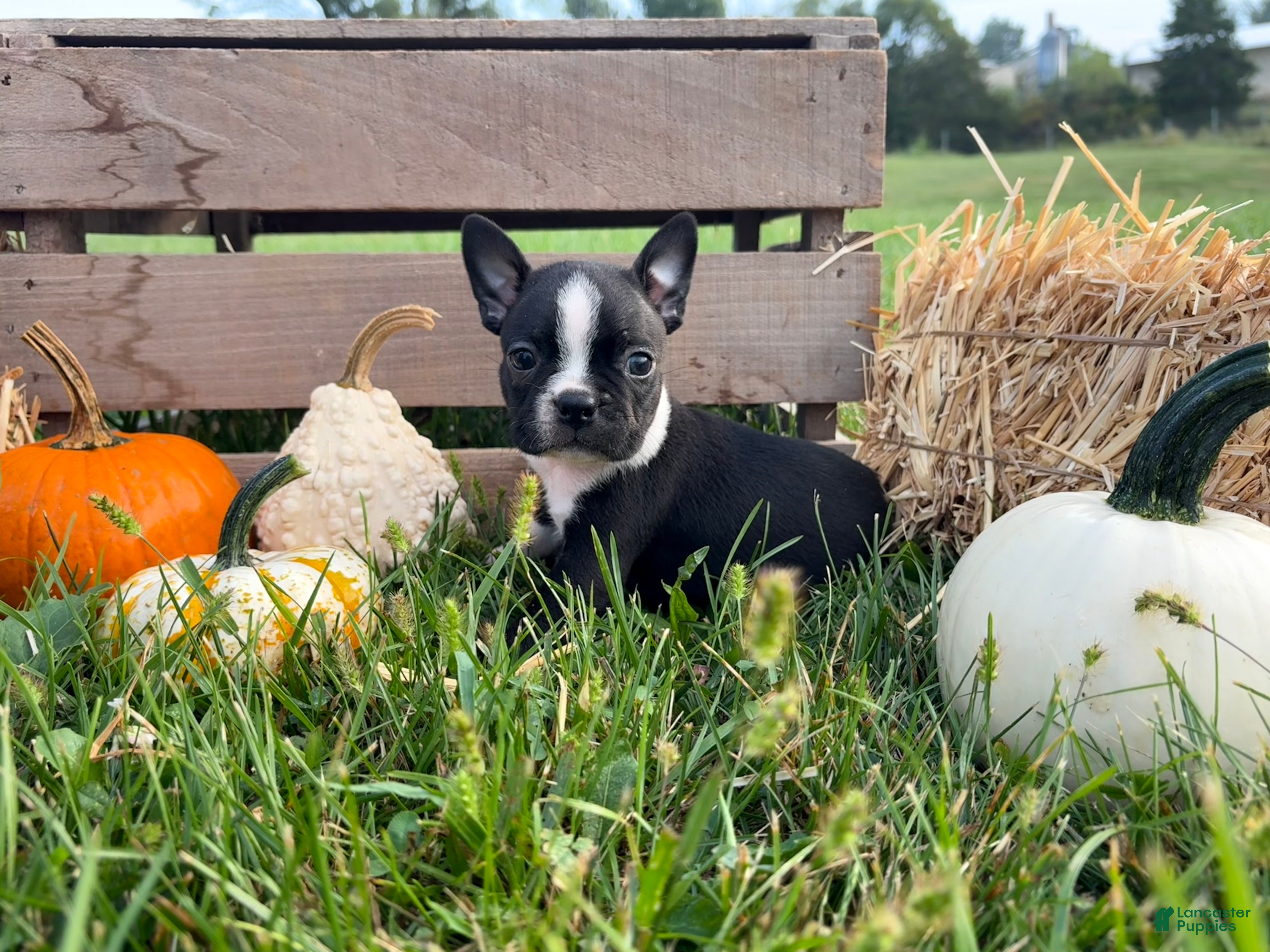 Boston Terrier dogs for sale: Denim  - Ad 1