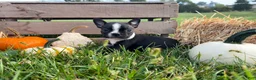 Boston Terrier dogs for sale: Denim  - Ad 1