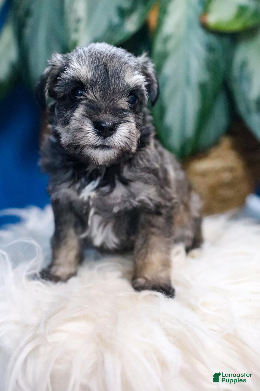 Miniature Schnauzer dogs Pepper - Ad 1