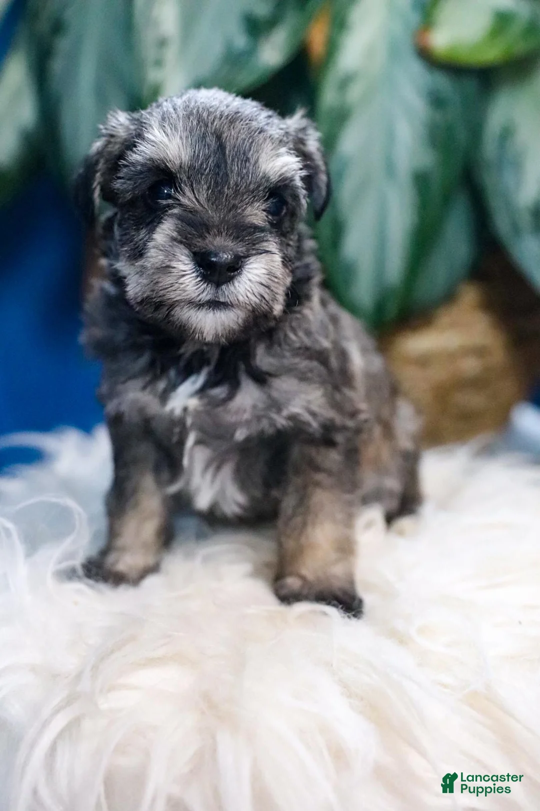 Miniature Schnauzer dogs for sale: Pepper - Ad 1