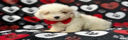 Bichpoo dogs for sale: Hex - Ad 6