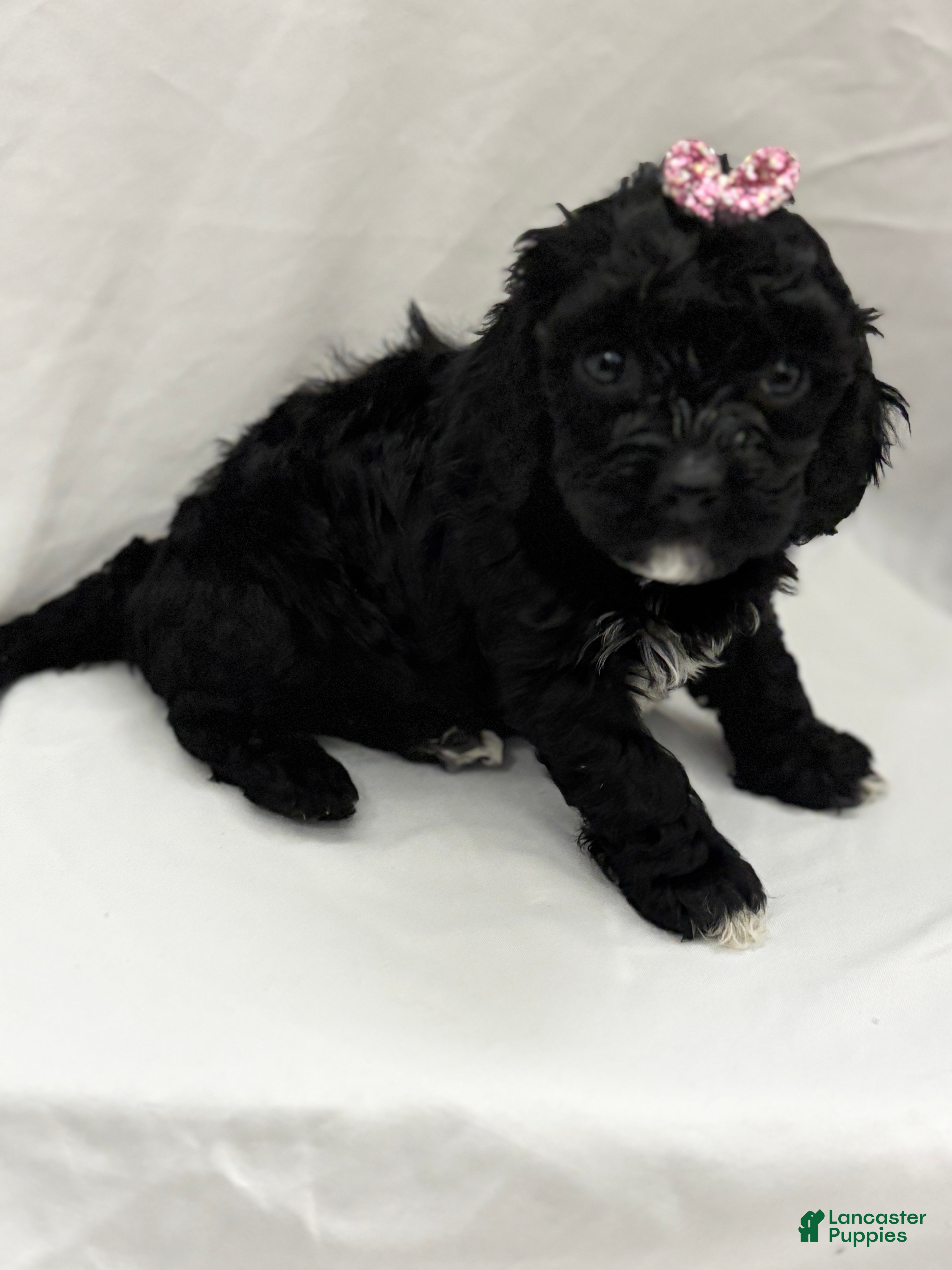 Cockapoo dogs Blu  - Ad 16