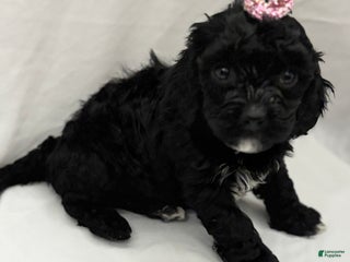 Cockapoo dogs Blu - Ad 16