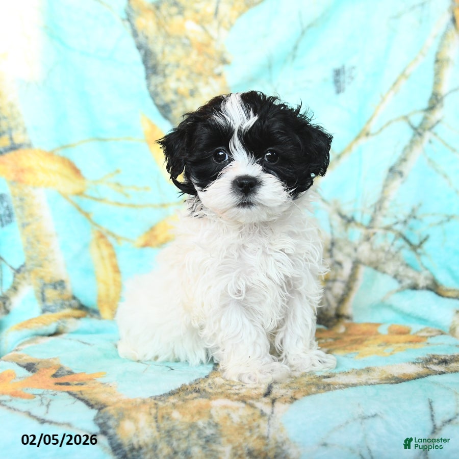 Shihpoo dogs for sale: Cupcake - Ad 3