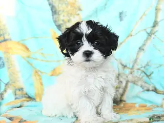 Shihpoo dogs for sale: Cupcake - Ad 3