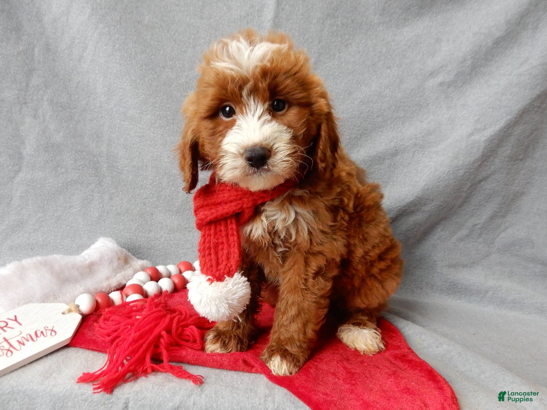 Mini Goldendoodle dogs for sale: Rusty - Ad 6