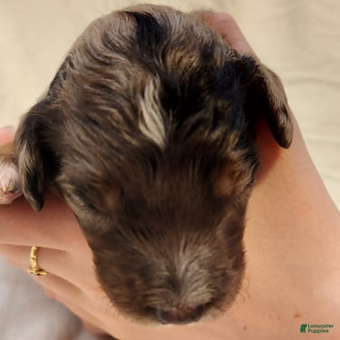Mini Aussiedoodle dogs for sale: Diesel_Male Blue Merle with Red points and  White Accents - Ad 10