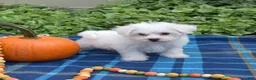 Bichon Frise dogs for sale: Lady (Tiny) - Ad 3