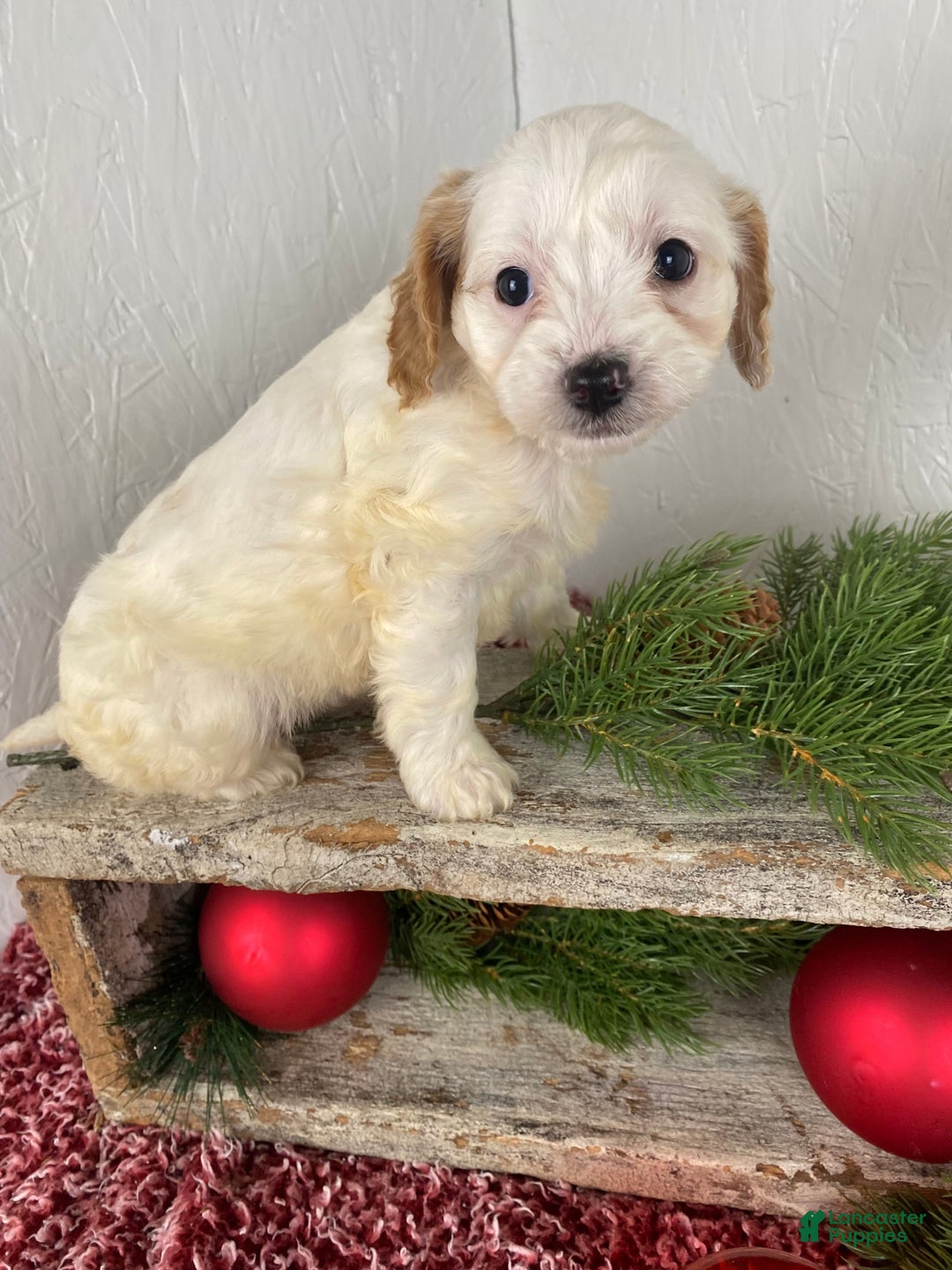 Cockapoo dogs for sale: Chloe - Ad 3