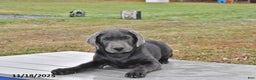 Labrador Retriever dogs for sale: Cash - Ad 4