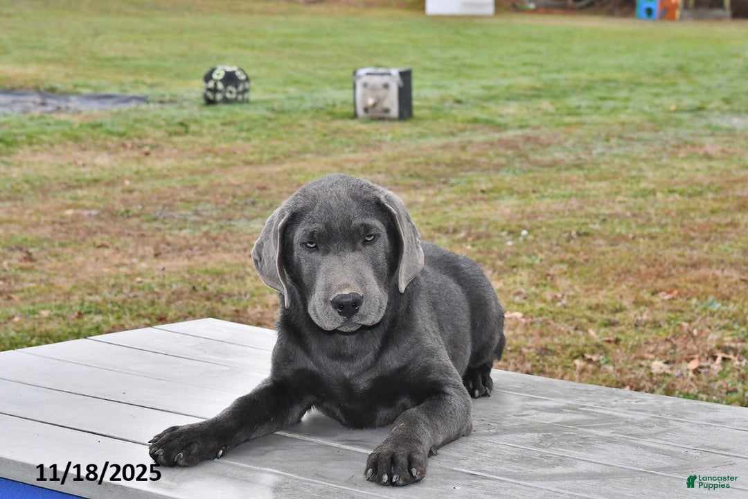 Labrador Retriever dogs for sale: Cash - Ad 4