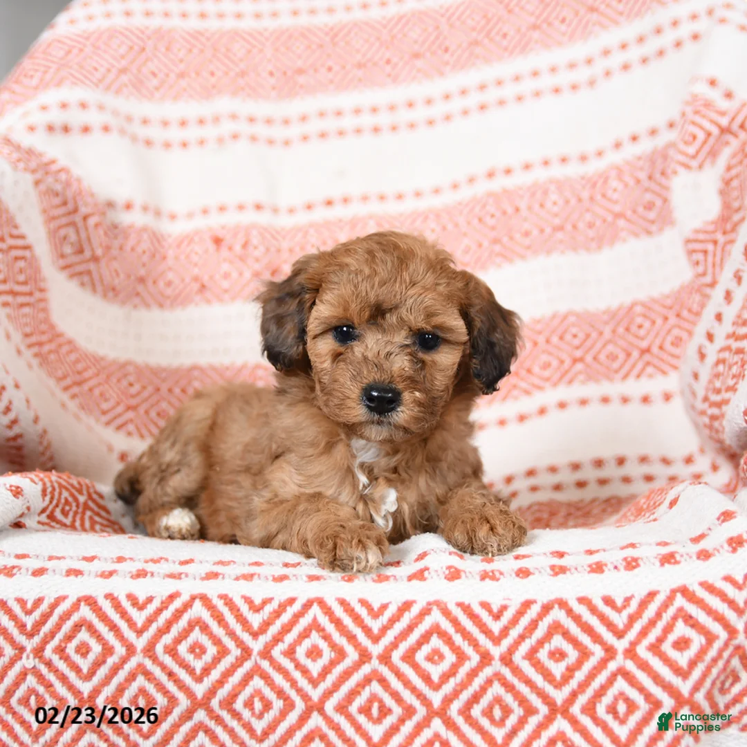 Miniature Poodle dogs for sale: Butterscotch - Ad 3