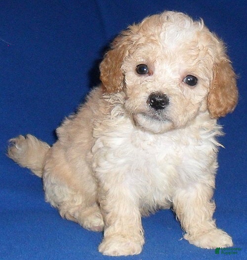 Shihpoo dogs Nugget - Ad 7