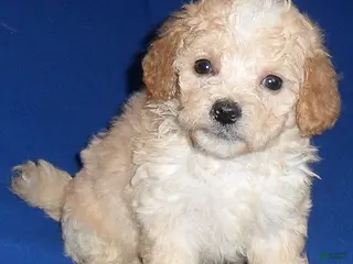 Shihpoo dogs Nugget - Ad 2