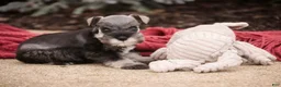 Miniature Schnauzer dogs for sale: Georgia Miniature Schnauzer - Ad 9