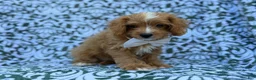 Cavapoo dogs for sale: Moose - Ad 4