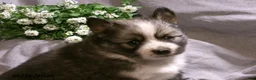 Pomsky dogs for sale: Emma - Ad 5