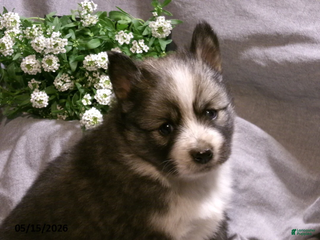 Pomsky dogs for sale: Emma - Ad 5